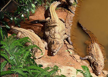 crocodile park mauritius